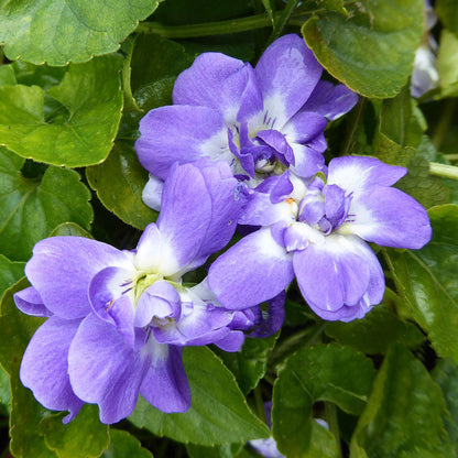 Viola odorata - Duchesse De Parme Annie's Annuals Annie's Annuals and Perennials