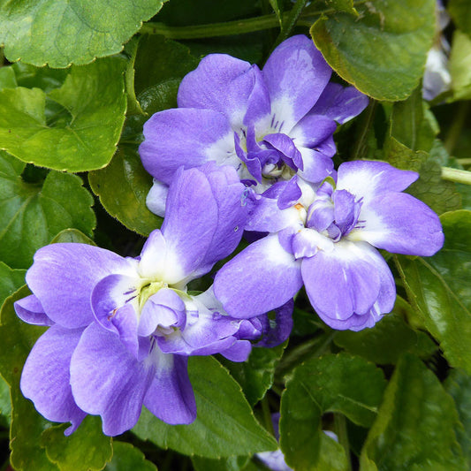 Viola odorata - Duchesse De Parme Annie's Annuals Annie's Annuals and Perennials