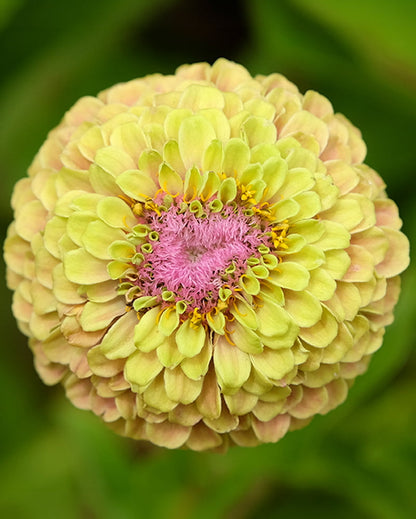 Zinnia elegans - Queeny Lime with Blush
