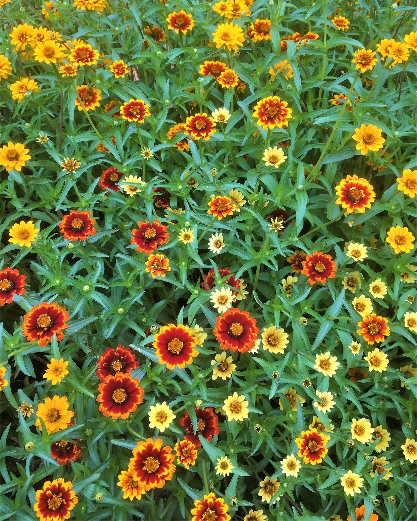 Persian Carpet Heirloom Zinnia Seeds Flower Seeds Renee's Garden and Perennials
