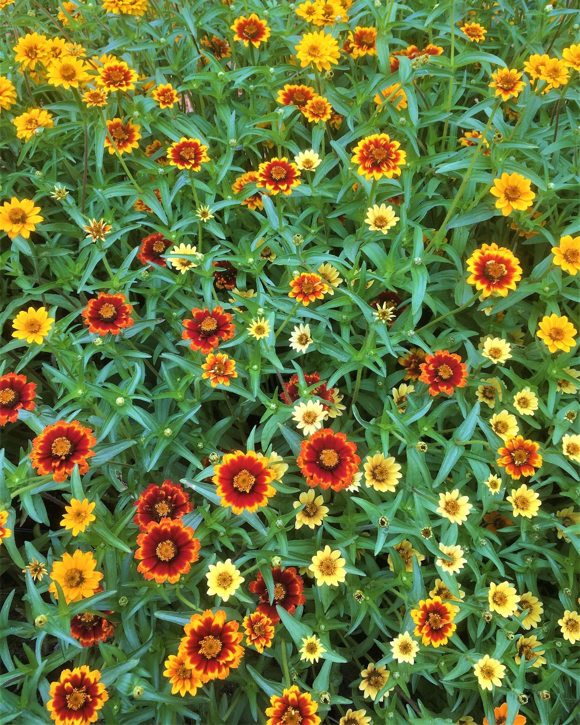 Persian Carpet Heirloom Zinnia Seeds Flower Seeds Renee's Garden and Perennials