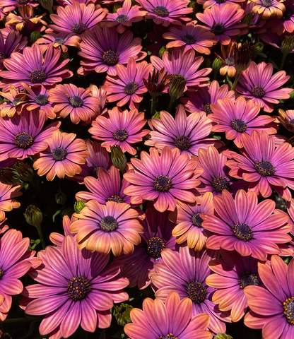 Osteospermum - Zion Copper Amethyst Annie's Annuals Annie's Annuals and Perennials