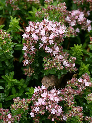 Origanum vulgare - Oregano 'Compacta Nana' Annie's Annuals Annie's Annuals and Perennials