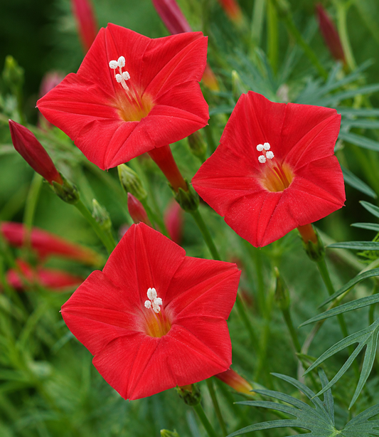 Ipomoea 'Cardinal Climber' | Cardinal Climber | Annie's Annie's Annuals Annie's Annuals and Perennials