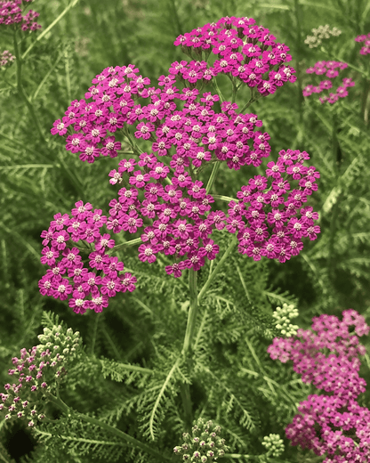 Achillea millefolium 'Island Pink' | Pink Yarrow | Annie's Annuals Annie's Annuals Annie's Annuals and Perennials