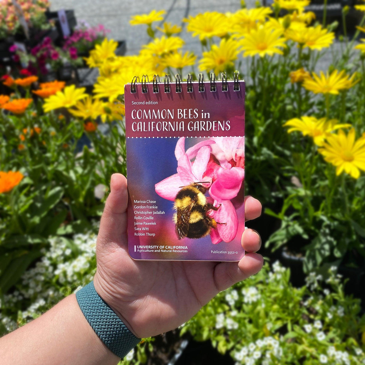 Common Bees in California Gardens ID Cards Books University of California - Agriculture and Natural Resources and Perennials