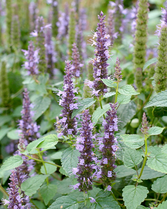 Agastache rugosa - Heronswood Mist Annie's Annuals Annie's Annuals & Perennials and Perennials