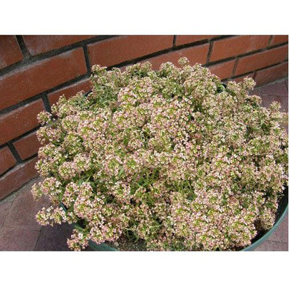 Summer Peaches Honey-Scented Alyssum Seeds Flower Seeds Renee's Garden and Perennials