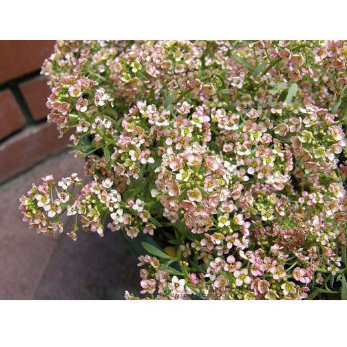 Summer Peaches Honey-Scented Alyssum Seeds Flower Seeds Renee's Garden and Perennials