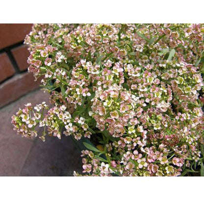 Summer Peaches Honey-Scented Alyssum Seeds Flower Seeds Renee's Garden and Perennials