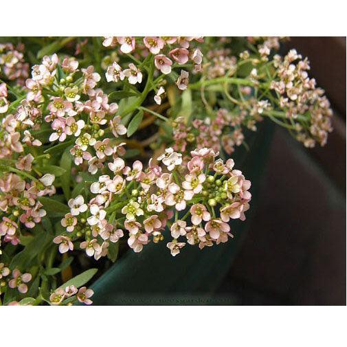Summer Peaches Honey-Scented Alyssum Seeds Flower Seeds Renee's Garden and Perennials