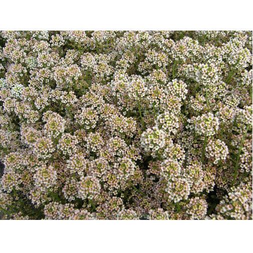 Summer Peaches Honey-Scented Alyssum Seeds Flower Seeds Renee's Garden and Perennials