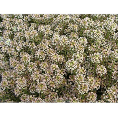 Summer Peaches Honey-Scented Alyssum Seeds Flower Seeds Renee's Garden and Perennials