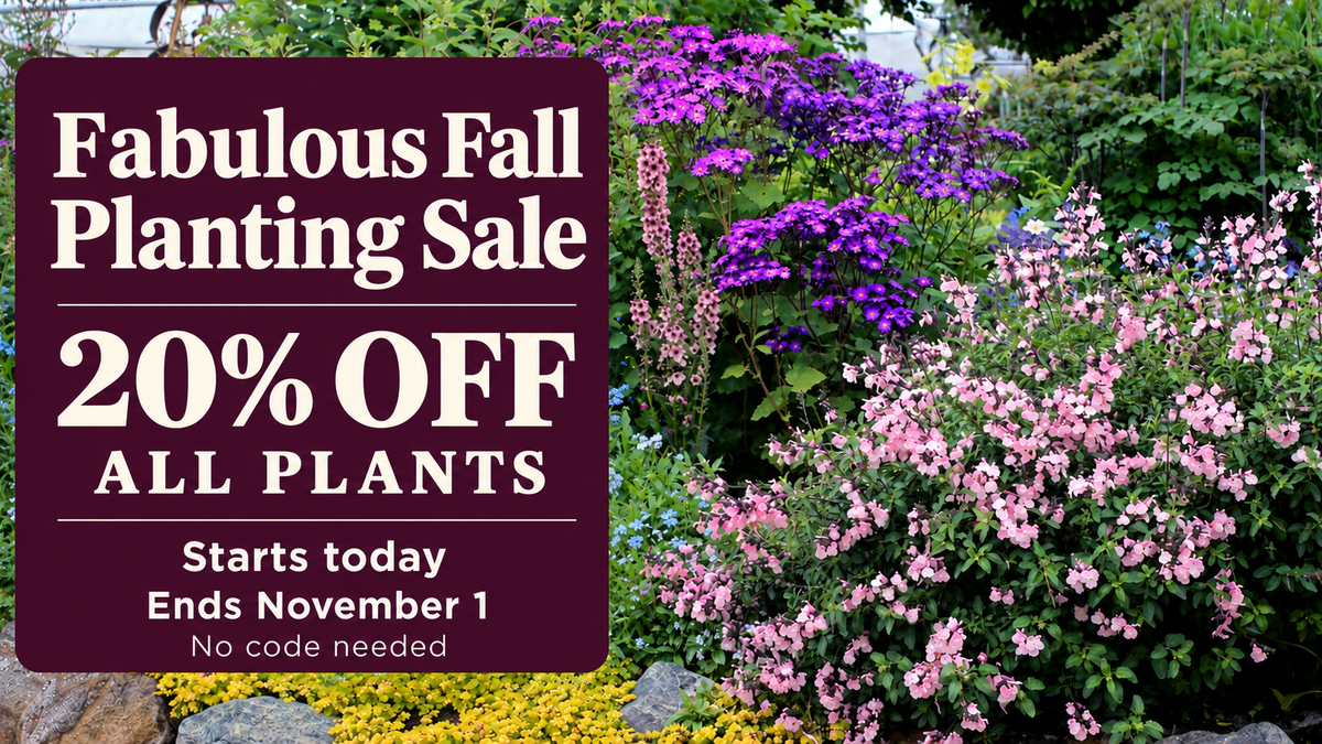 Fabulous Fall Planting Sale. 20% off all plants. Starts today, ends November 1. No code needed.