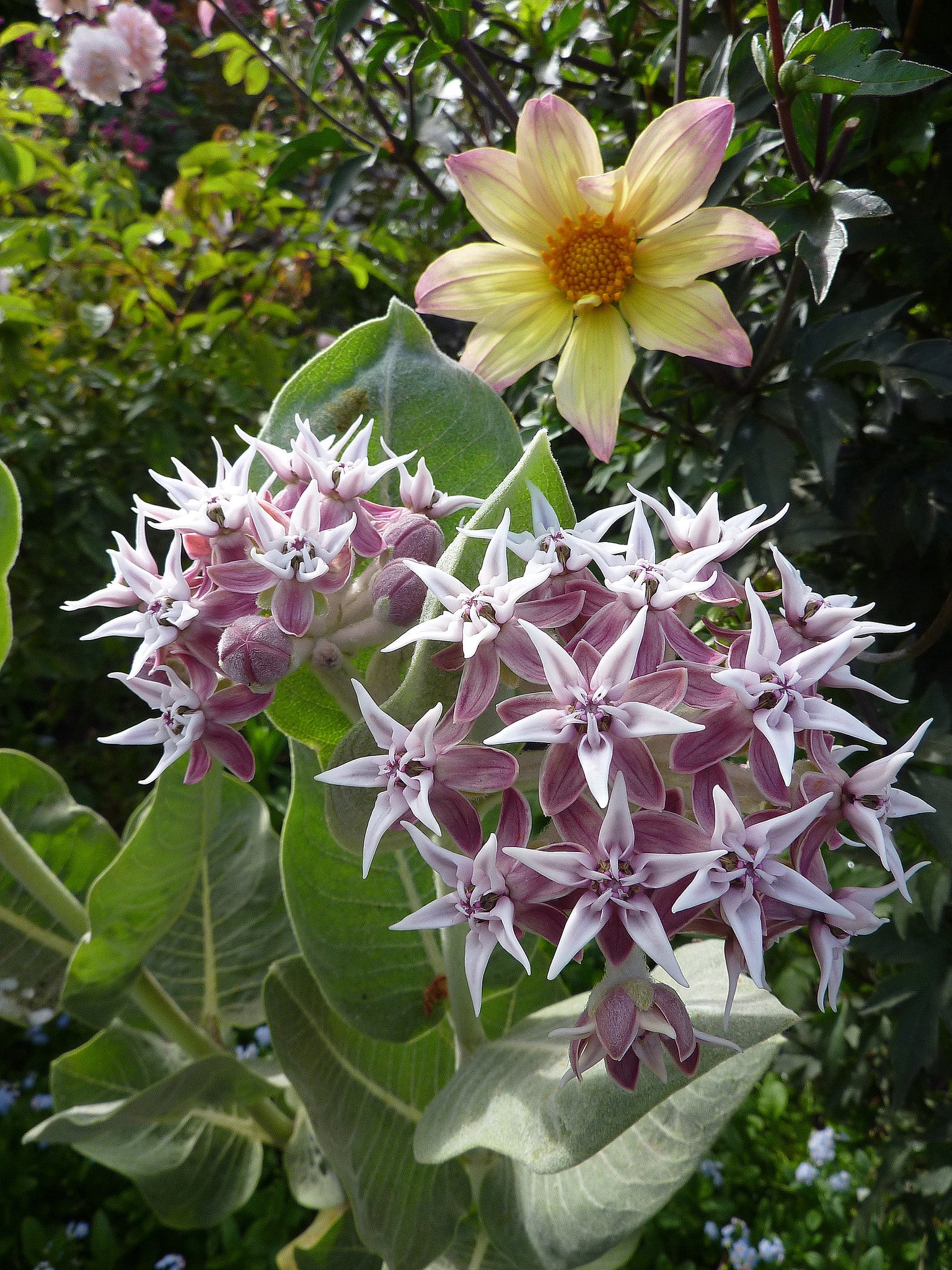 Asclepias speciosa - Davis Annie's Annuals Annie's Annuals and Perennials