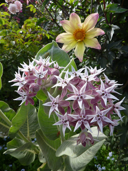 Asclepias speciosa - Davis Annie's Annuals Annie's Annuals and Perennials
