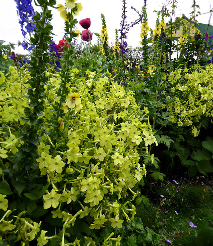 Nicotiana alata - Lime Green Annie's Annuals Annie's Annuals and Perennials