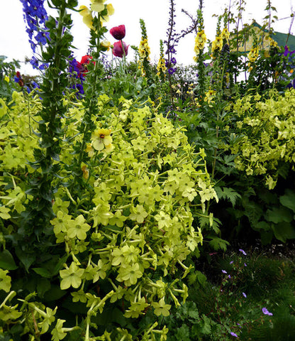Nicotiana alata - Lime Green Annie's Annuals Annie's Annuals and Perennials