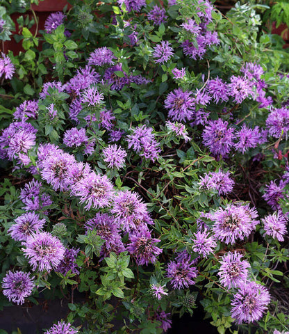 Monardella villosa - Russian River Annie's Annuals Annie's Annuals and Perennials