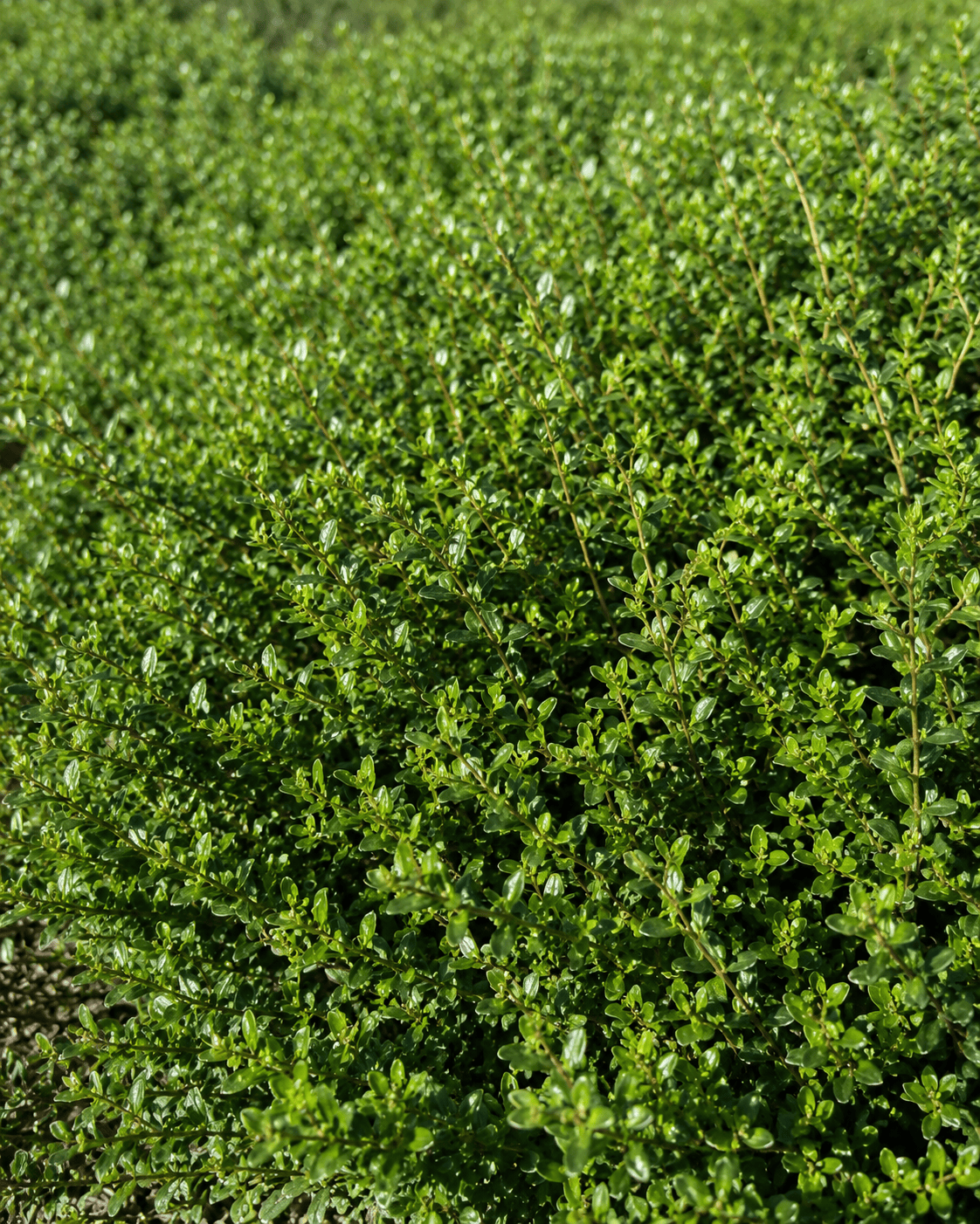 Baccharis pilularis 'Twin Peaks' | Dwarf Coyote Brush | Annie's Annie's Annuals Annie's Annuals and Perennials