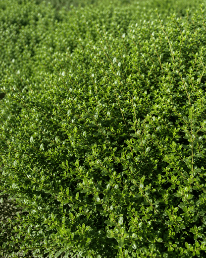Baccharis pilularis 'Twin Peaks' | Dwarf Coyote Brush | Annie's Annie's Annuals Annie's Annuals and Perennials