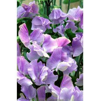 Blue Celeste Sweet Pea Seeds | Annie’s Annuals Flower Seeds Renee's Garden and Perennials