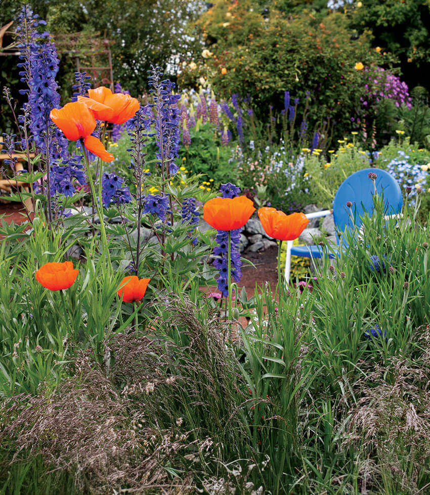 Papaver hybridum - Orange Chiffon Annie's Annuals Annie's Annuals and Perennials