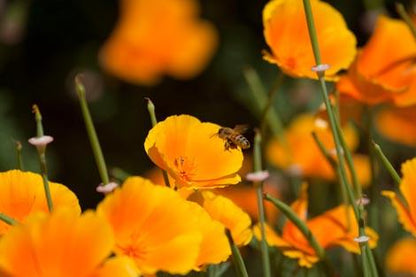 Eschscholzia californica - Orange Annie's Annuals Annie's Annuals and Perennials