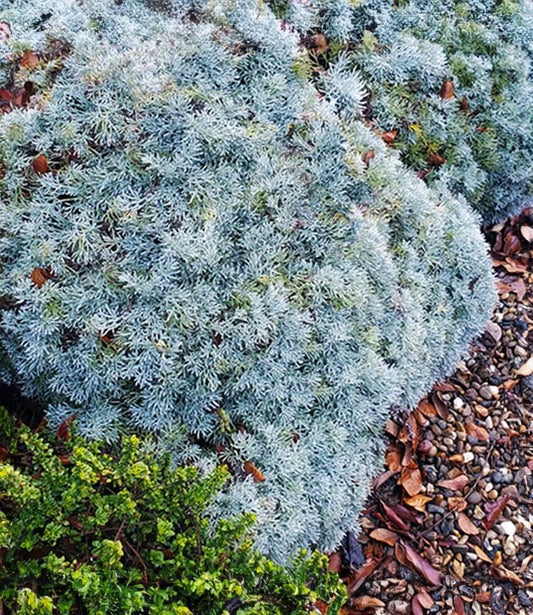 Artemisia pycnocephala - David's Choice Annie's Annuals Annie's Annuals and Perennials