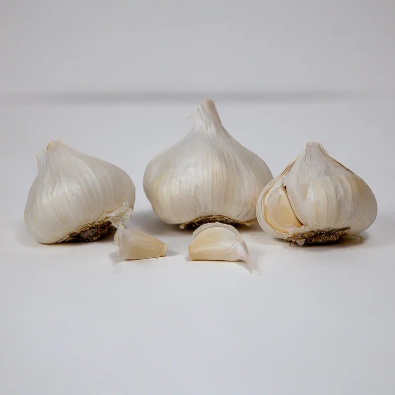 California Early White Garlic for Planting | Annie's Annuals Garlic Grow Organic and Perennials