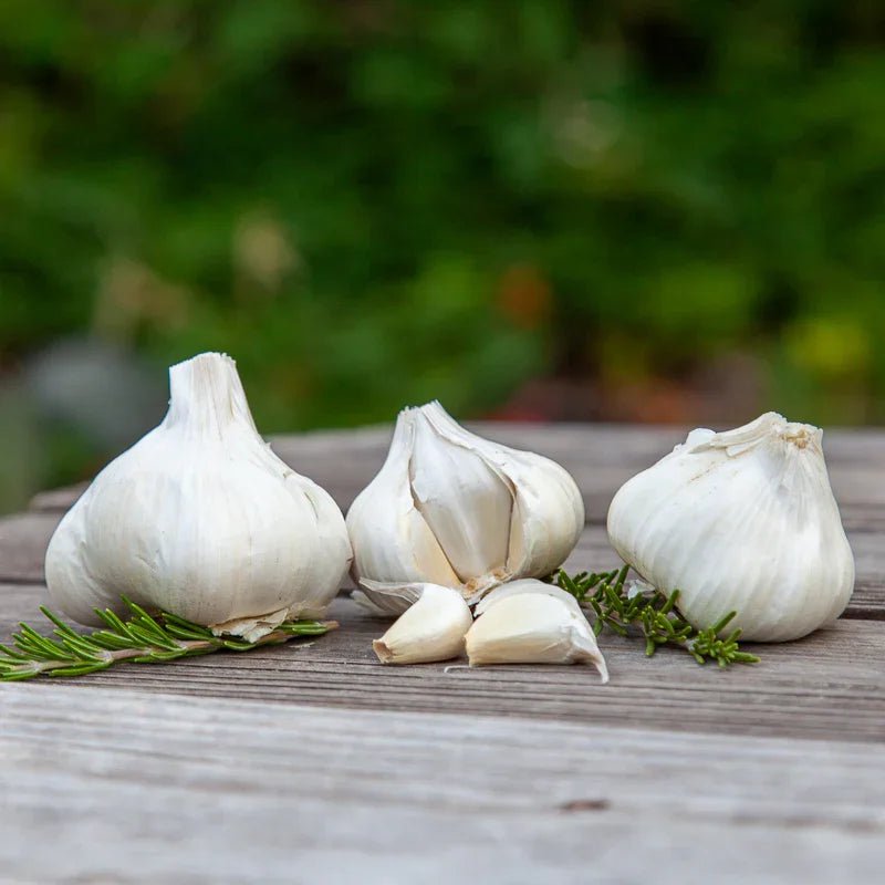 California Early White Garlic for Planting | Annie's Annuals Garlic Grow Organic and Perennials