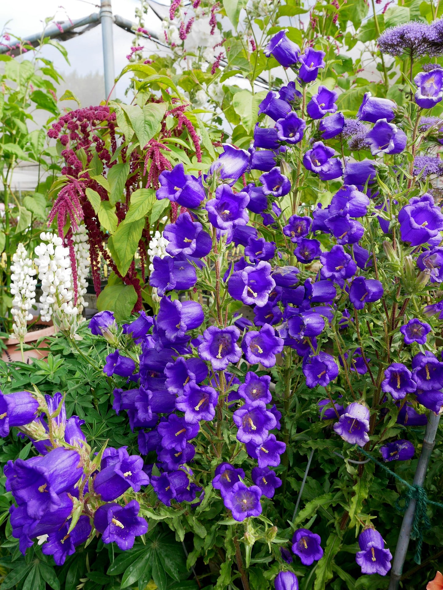 Campanula medium - Deep Blue Canterbury Bells Annie's Annuals Annie's Annuals and Perennials