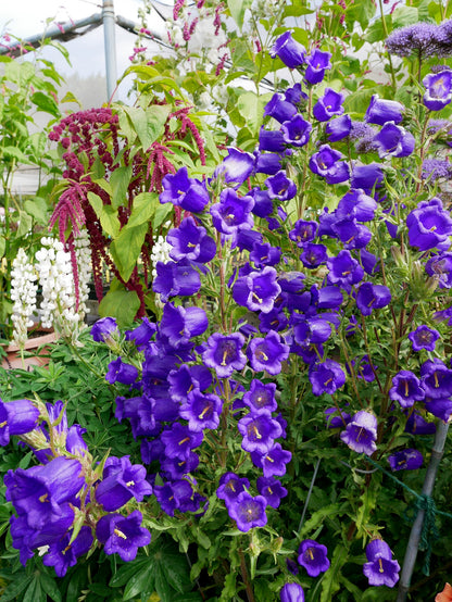 Campanula medium - Deep Blue Canterbury Bells Annie's Annuals Annie's Annuals and Perennials