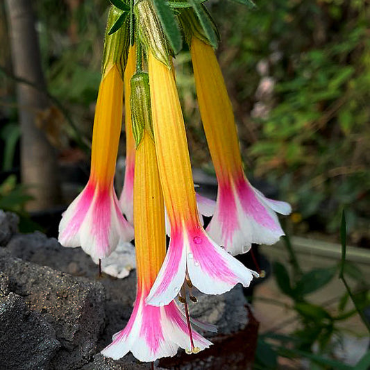 Cantua buxifolia - Tricolor Annie's Annuals Annie's Annuals and Perennials