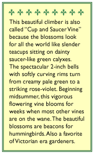 Cathedral Bells Heirloom Flowering Vine Seeds Flower Seeds Renee's Garden and Perennials