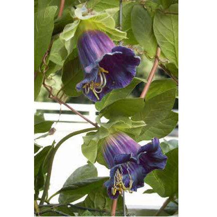 Cathedral Bells Heirloom Flowering Vine Seeds Flower Seeds Renee's Garden and Perennials