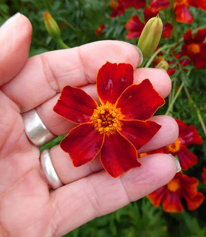 Marigold - Villandry Annie's Annuals Annie's Annuals and Perennials