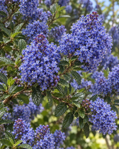 Ceanothus 'Concha' | California Lilac | Annie's Annuals Annie's Annuals Annie's Annuals and Perennials
