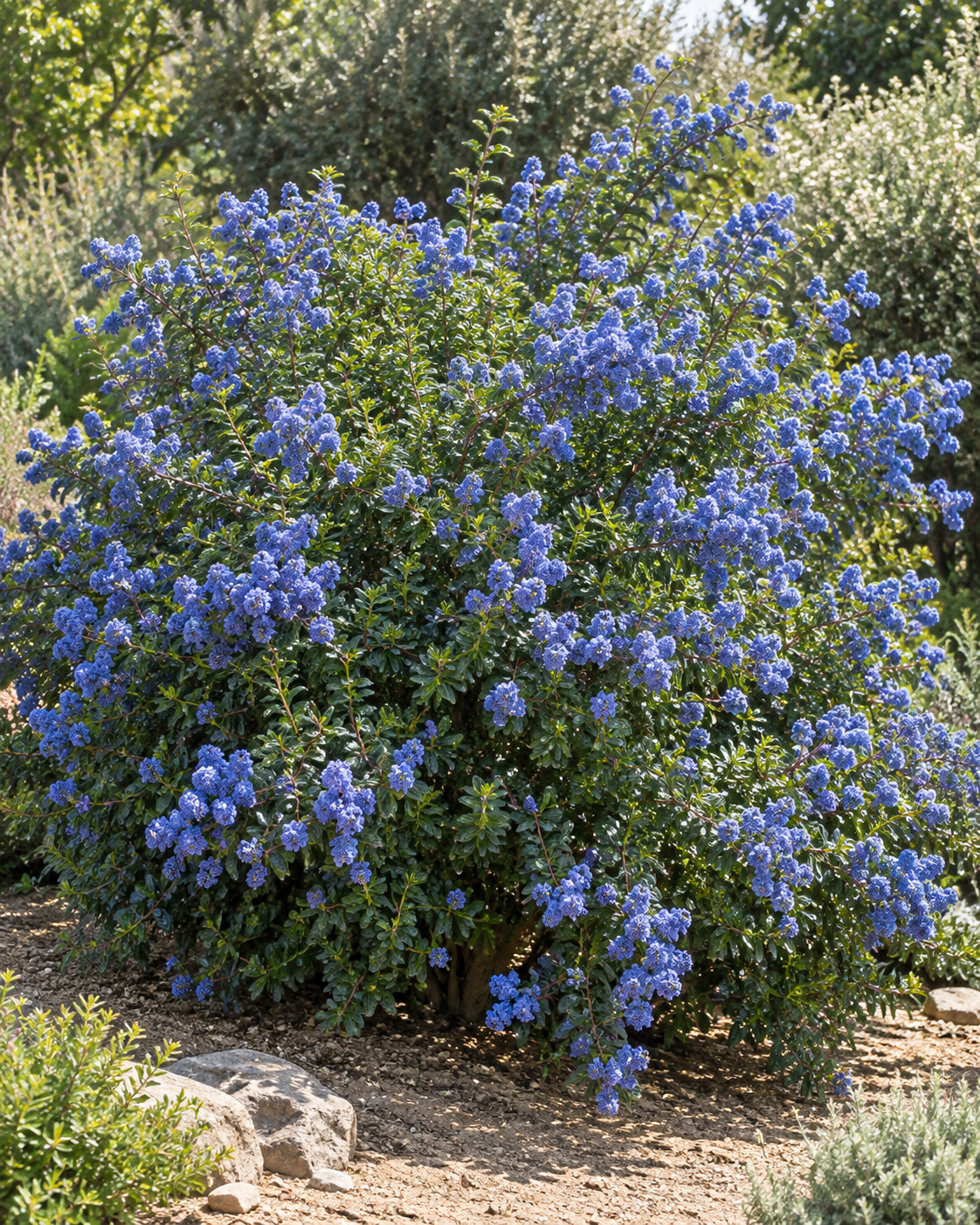 Ceanothus 'Concha' | California Lilac | Annie's Annuals Annie's Annuals Annie's Annuals and Perennials