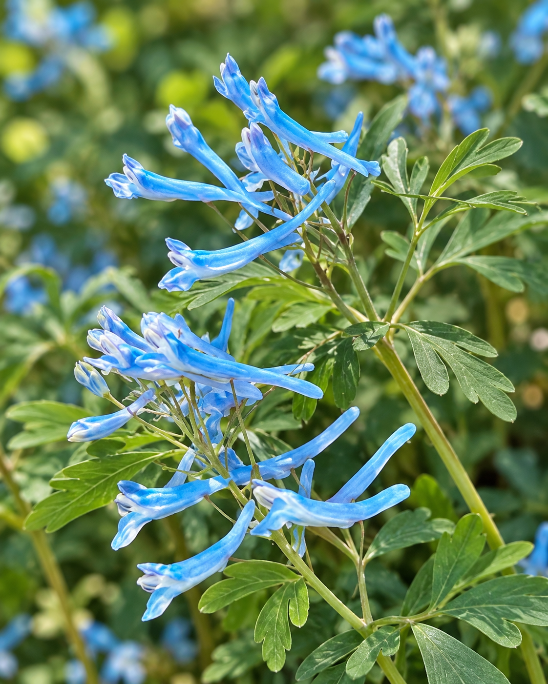 Corydalis 'Porcelain Blue' | Blue Corydalis | Annie's Annie's Annuals Annie's Annuals and Perennials