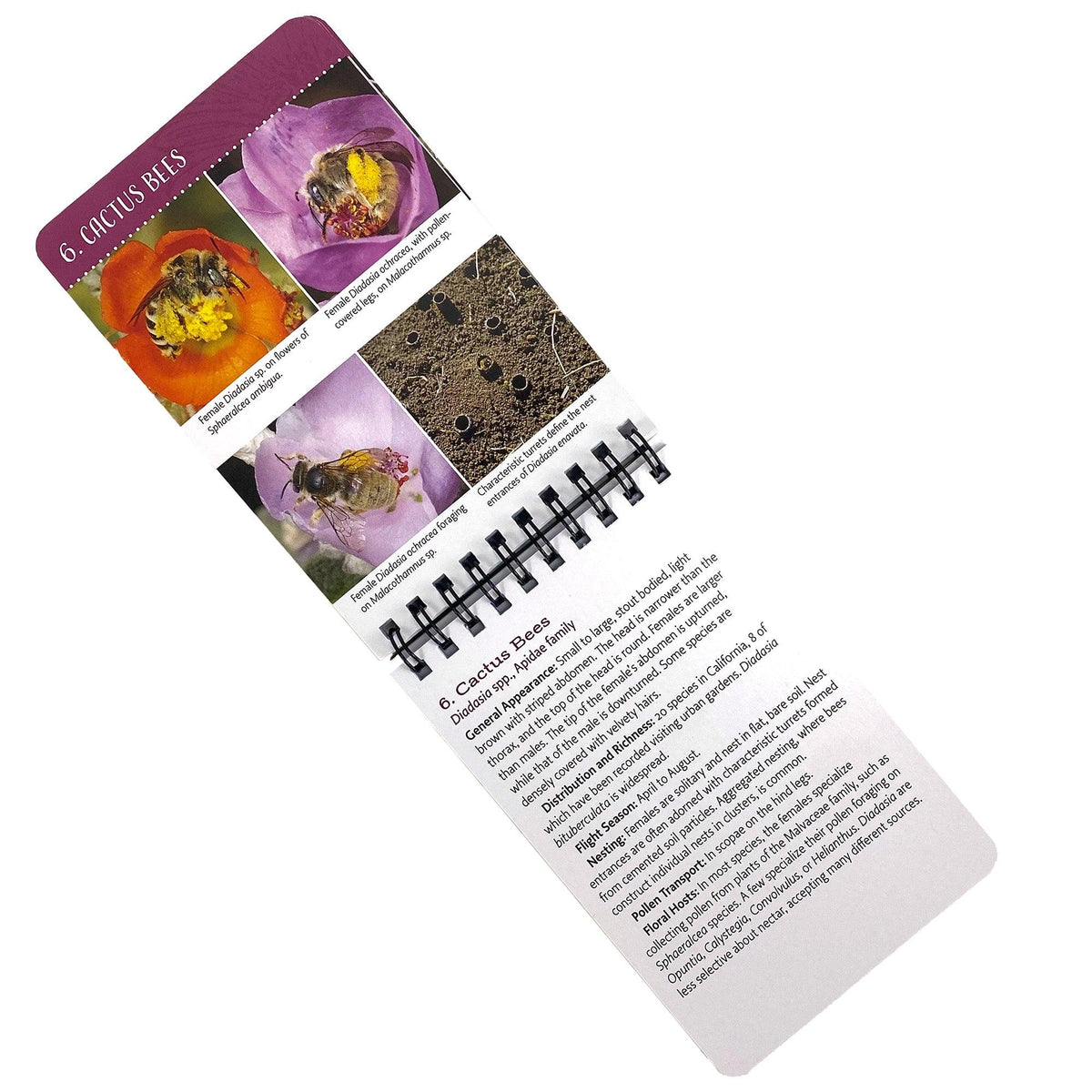 Common Bees in California Gardens ID Cards Books University of California - Agriculture and Natural Resources and Perennials