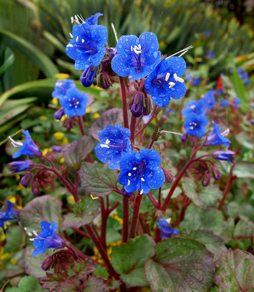 Phacelia campanularia - Desert Canterbury Bells Annie's Annuals Annie's Annuals and Perennials