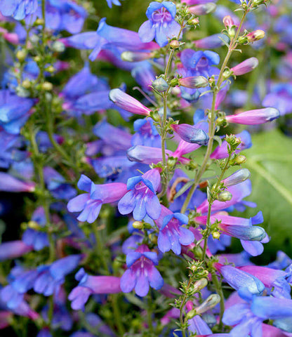 Penstemon heterophyllus - Blue Springs Foothill Penstemon Annie's Annuals Annie's Annuals and Perennials