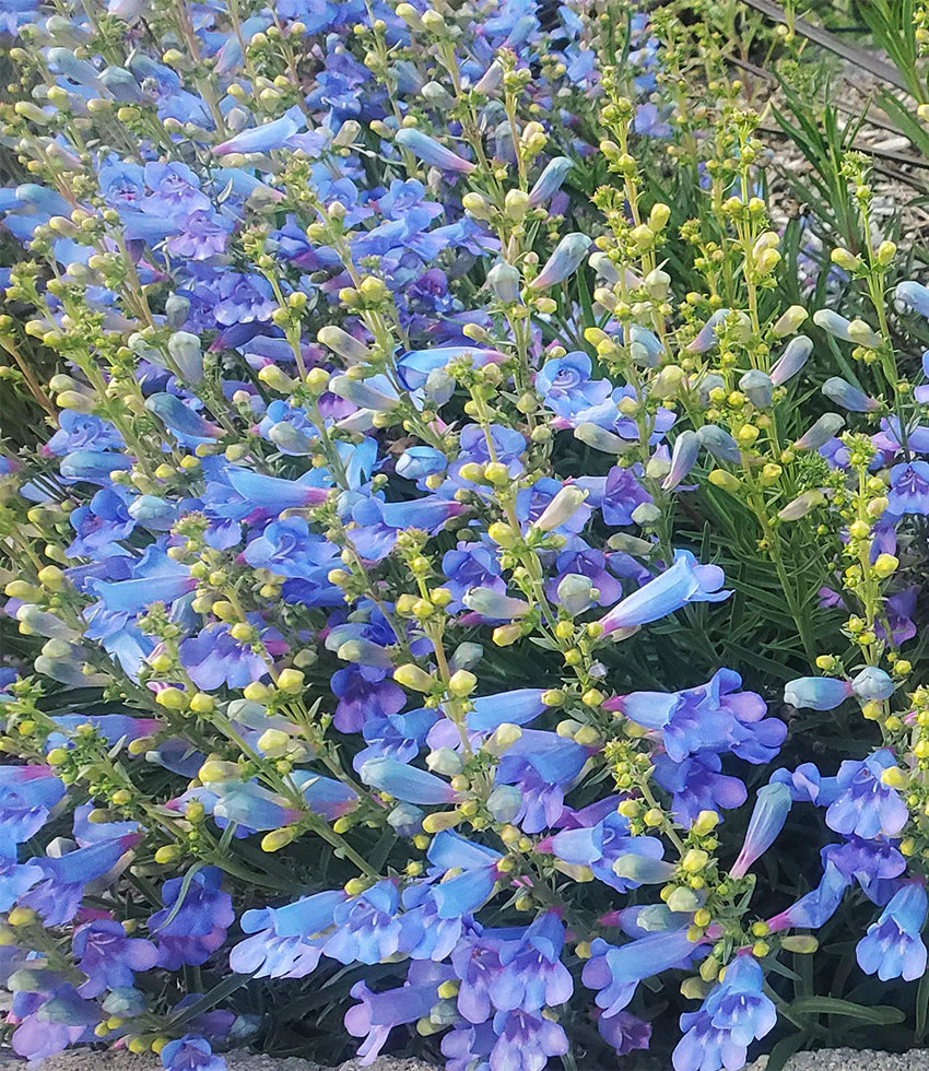 Penstemon heterophyllus - Blue Springs Foothill Penstemon Annie's Annuals Annie's Annuals and Perennials