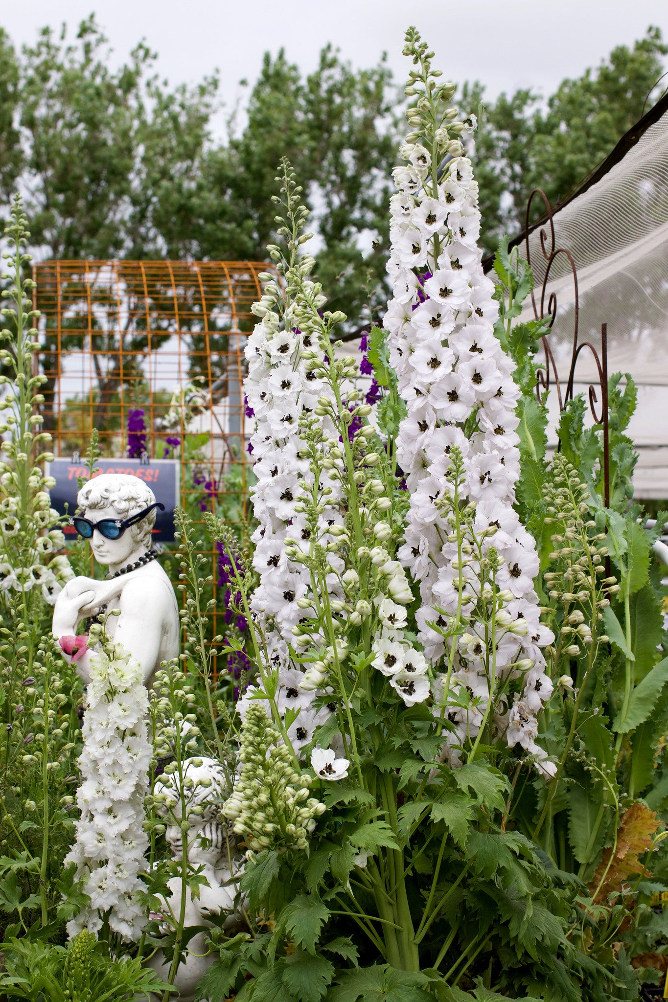 Delphinium elatum - Black Eyed Angels Annie's Annuals Annie's Annuals and Perennials