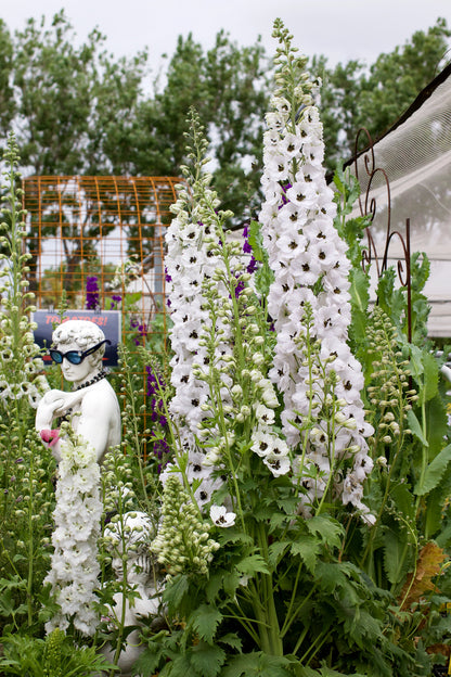 Delphinium elatum - Black Eyed Angels Annie's Annuals Annie's Annuals and Perennials