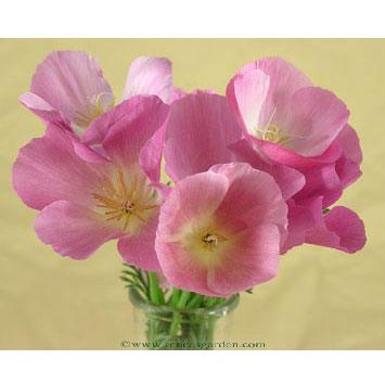 Deep rose-pink Dusky Rose California Poppy flowers