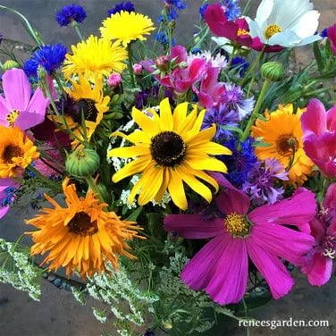 ‘Early Blooming Beekeeper’s Mix’ colorful pollinator flowers