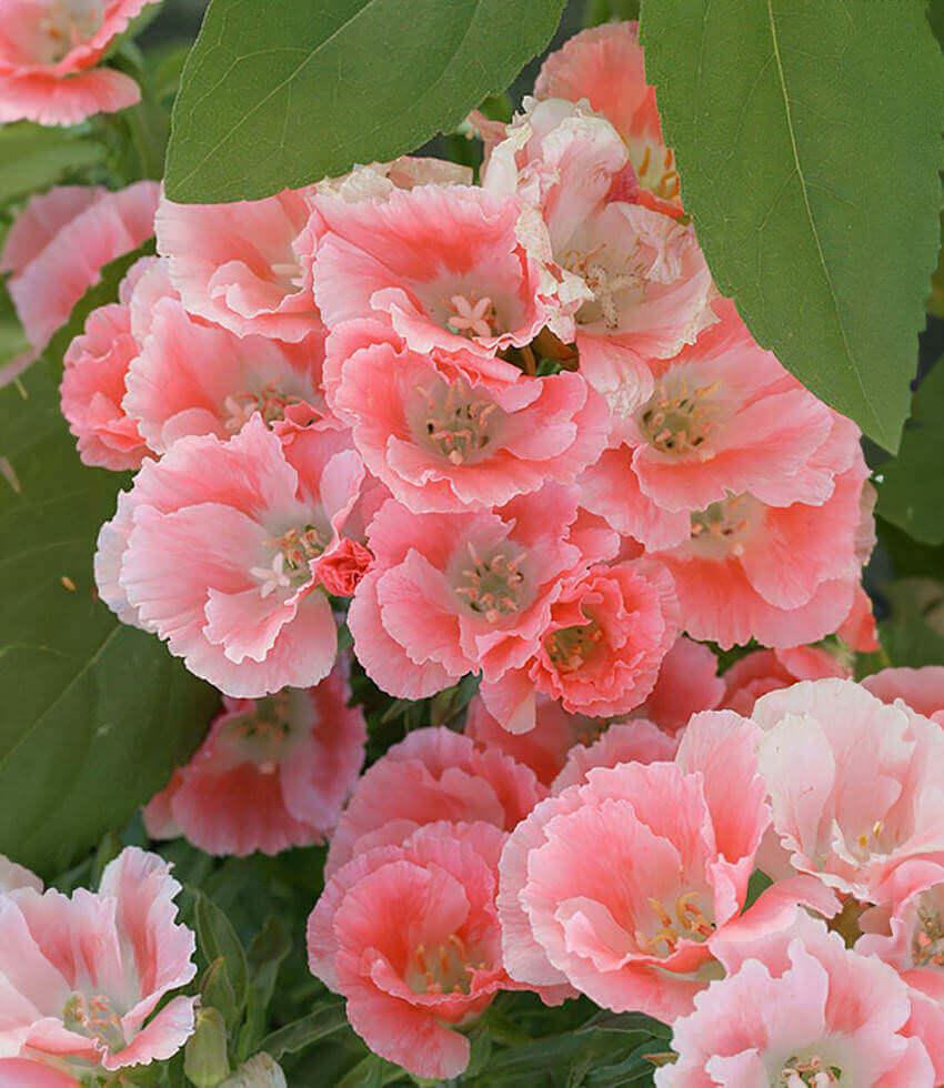 Clarkia amoena - Aurora Annie's Annuals Annie's Annuals and Perennials