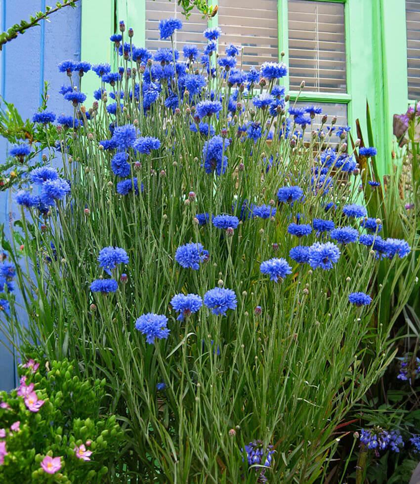 Centaurea cyanus - Blue Diadem Annie's Annuals Annie's Annuals and Perennials